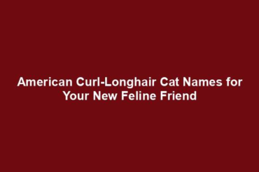 American Curl-Longhair Cat Names for Your New Feline Friend