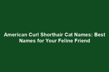 American Curl Shorthair Cat Names: Best Names for Your Feline Friend