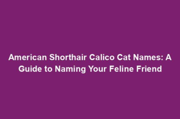 American Shorthair Calico Cat Names: A Guide to Naming Your Feline Friend