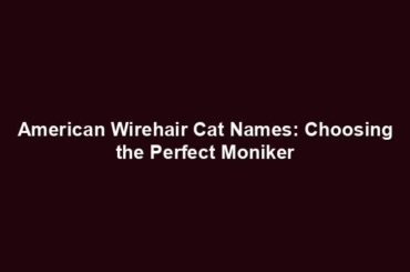 American Wirehair Cat Names: Choosing the Perfect Moniker