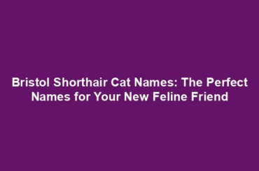 Bristol Shorthair Cat Names: The Perfect Names for Your New Feline Friend