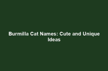 Burmilla Cat Names: Cute and Unique Ideas