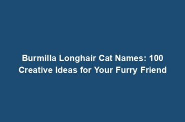 Burmilla Longhair Cat Names: 100 Creative Ideas for Your Furry Friend