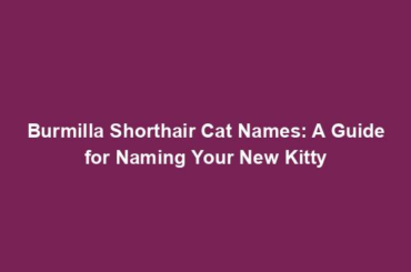 Burmilla Shorthair Cat Names: A Guide for Naming Your New Kitty