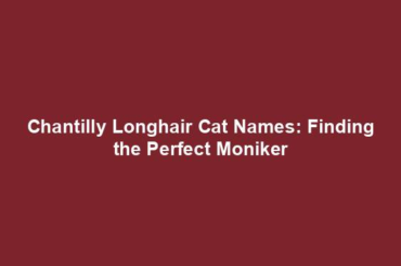 Chantilly Longhair Cat Names: Finding the Perfect Moniker