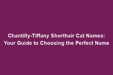 Chantilly-Tiffany Shorthair Cat Names: Your Guide to Choosing the Perfect Name