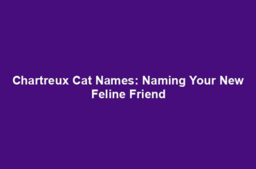 Chartreux Cat Names: Naming Your New Feline Friend