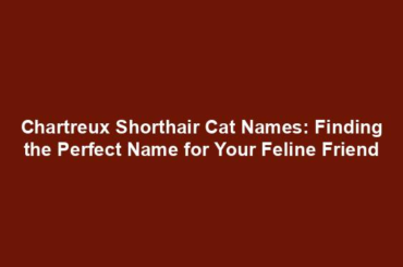 Chartreux Shorthair Cat Names: Finding the Perfect Name for Your Feline Friend