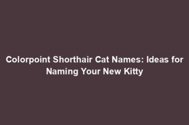 Colorpoint Shorthair Cat Names: Ideas for Naming Your New Kitty