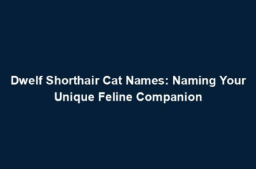 Dwelf Shorthair Cat Names: Naming Your Unique Feline Companion