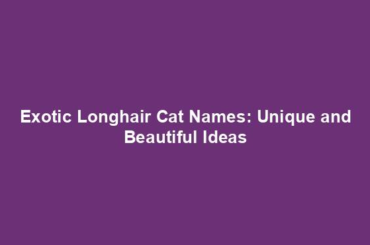 Exotic Longhair Cat Names: Unique and Beautiful Ideas