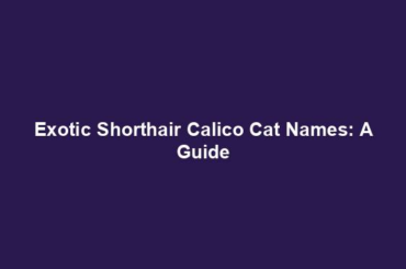 Exotic Shorthair Calico Cat Names: A Guide