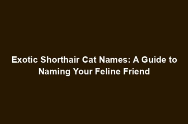 Exotic Shorthair Cat Names: A Guide to Naming Your Feline Friend