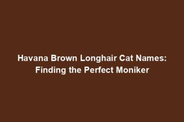 Havana Brown Longhair Cat Names: Finding the Perfect Moniker