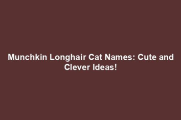 Munchkin Longhair Cat Names: Cute and Clever Ideas!