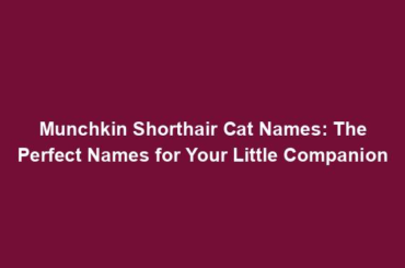 Munchkin Shorthair Cat Names: The Perfect Names for Your Little Companion