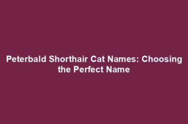 Peterbald Shorthair Cat Names: Choosing the Perfect Name