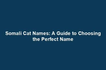 Somali Cat Names: A Guide to Choosing the Perfect Name