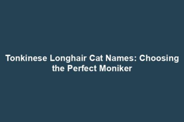 Tonkinese Longhair Cat Names: Choosing the Perfect Moniker