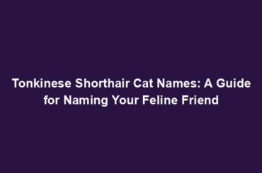 Tonkinese Shorthair Cat Names: A Guide for Naming Your Feline Friend