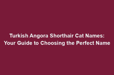 Turkish Angora Shorthair Cat Names: Your Guide to Choosing the Perfect Name